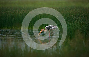 Painted Stork with small fish