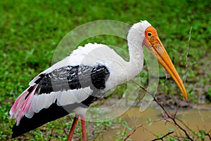 Painted Stork - Sri Lanka