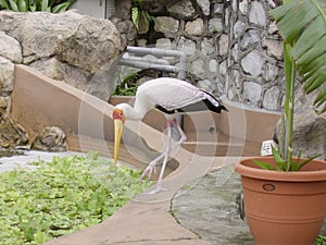 A painted stork stands on one leg and looks at some greenery