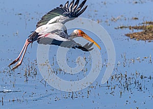 A Painted Stork taking off