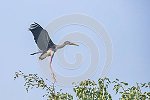 A painted stork