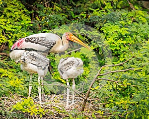 Painted stork with two juveniles on the nest made with branches