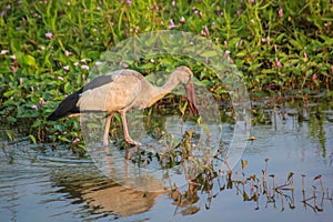 Painted Stork: Uneven Beak