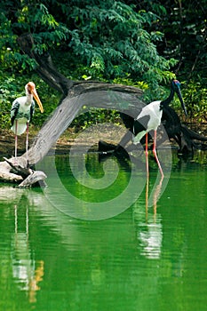 Painted Stork in the zoo, Thailand. (Mycteria americana)