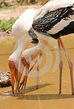 Painted storks