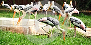 Painted storks