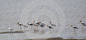 Painted Storks