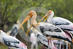 Painted storks