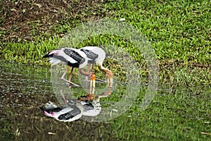 Painted Storks in action