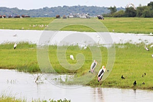 Painted storks birds standing by a lake during a Sri Lankan safari tour