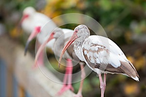 Painted storks on a fence