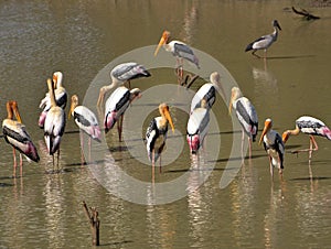 Painted storks on a lake