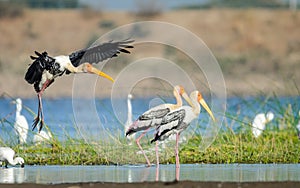 Painted Storks landing