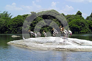 Painted Storks (Mycteria leucocephala)