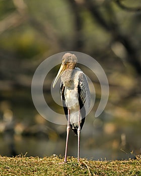 Painted storks or Mycteria leucocephala juvenile close up in natural green background at keoladeo national park or bharatpur bird