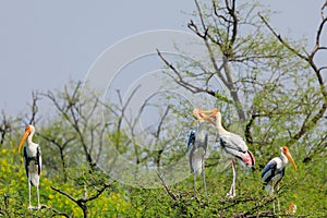 painted storks perched on a tree top