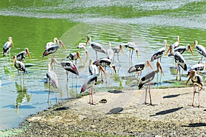 Painted storks in the pond