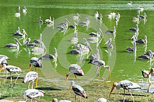 Painted storks in the pond