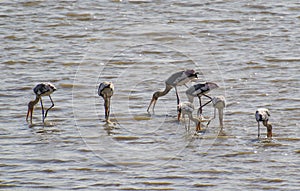 Painted Storks probing Water