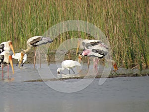 Painted Storks and Spoonbills Amidst Lake Bounty photo