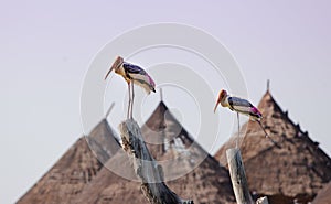 Painted Storks on the top of tree