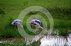 Painted storks, Yala West National Park, Sri Lanka