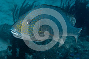 Silver Sweetlips, Diagramma pictum in a tropical coral reef photo