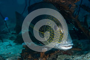 Silver Sweetlips, Diagramma pictum in a tropical coral reef