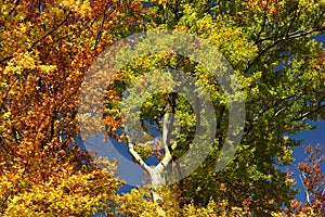 Painted trees in autumn