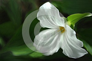 Painted Trillium photo