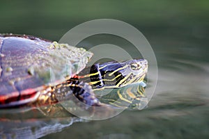 Painted Turtle