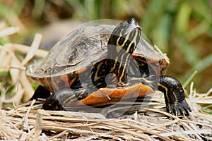 Painted Turtle