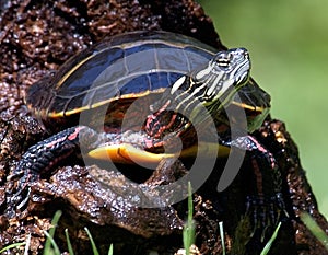 Painted Turtle