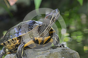 Painted Turtle Balancing on a Rock in the Wild