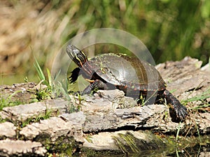 Painted Turtle Basking on a Log