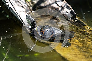 Painted Turtle Basking in the Sun