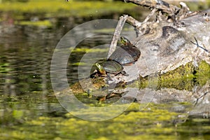 The painted turtle Chrysemys picta