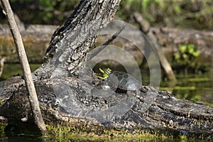 The painted turtle Chrysemys picta