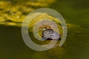 The painted turtle Chrysemys picta