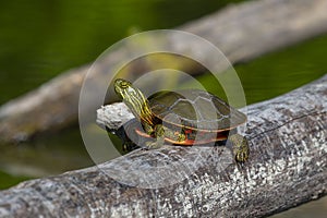 The painted turtle Chrysemys picta