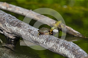 The painted turtle Chrysemys picta