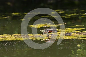 The painted turtle Chrysemys picta