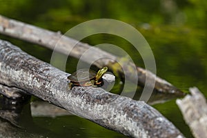 The painted turtle Chrysemys picta