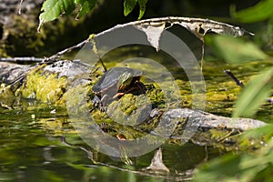 The painted turtle Chrysemys picta