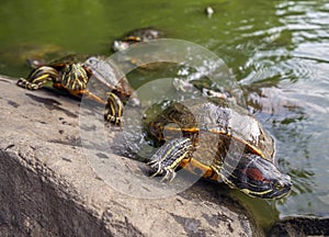 Painted turtle,Chrysemys picta