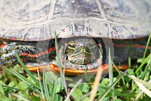 Painted Turtle (Chrysemys picta)