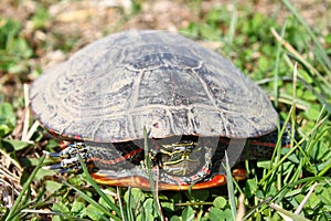 Painted Turtle (Chrysemys picta)