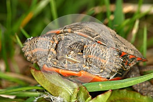 Painted Turtle (Chrysemys picta)