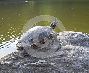 Painted turtle,Chrysemys picta