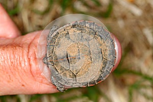 Painted Turtle (Chrysemys picta)